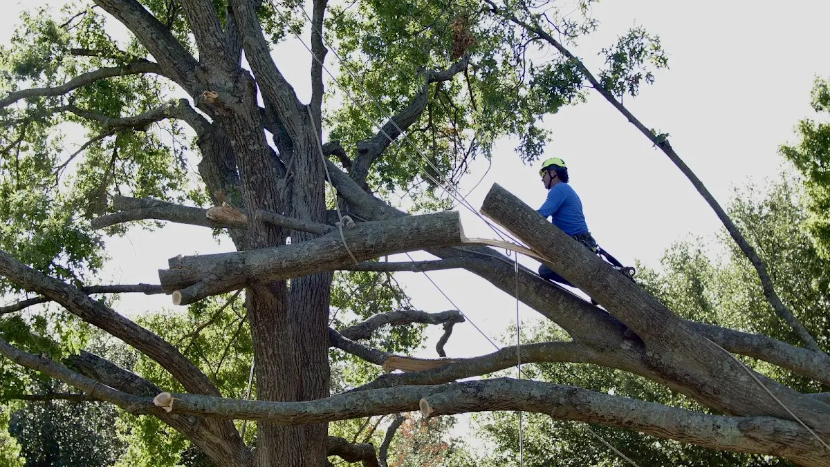 Professional Hazardous Tree Removal performed by certified arborists in New Blaine