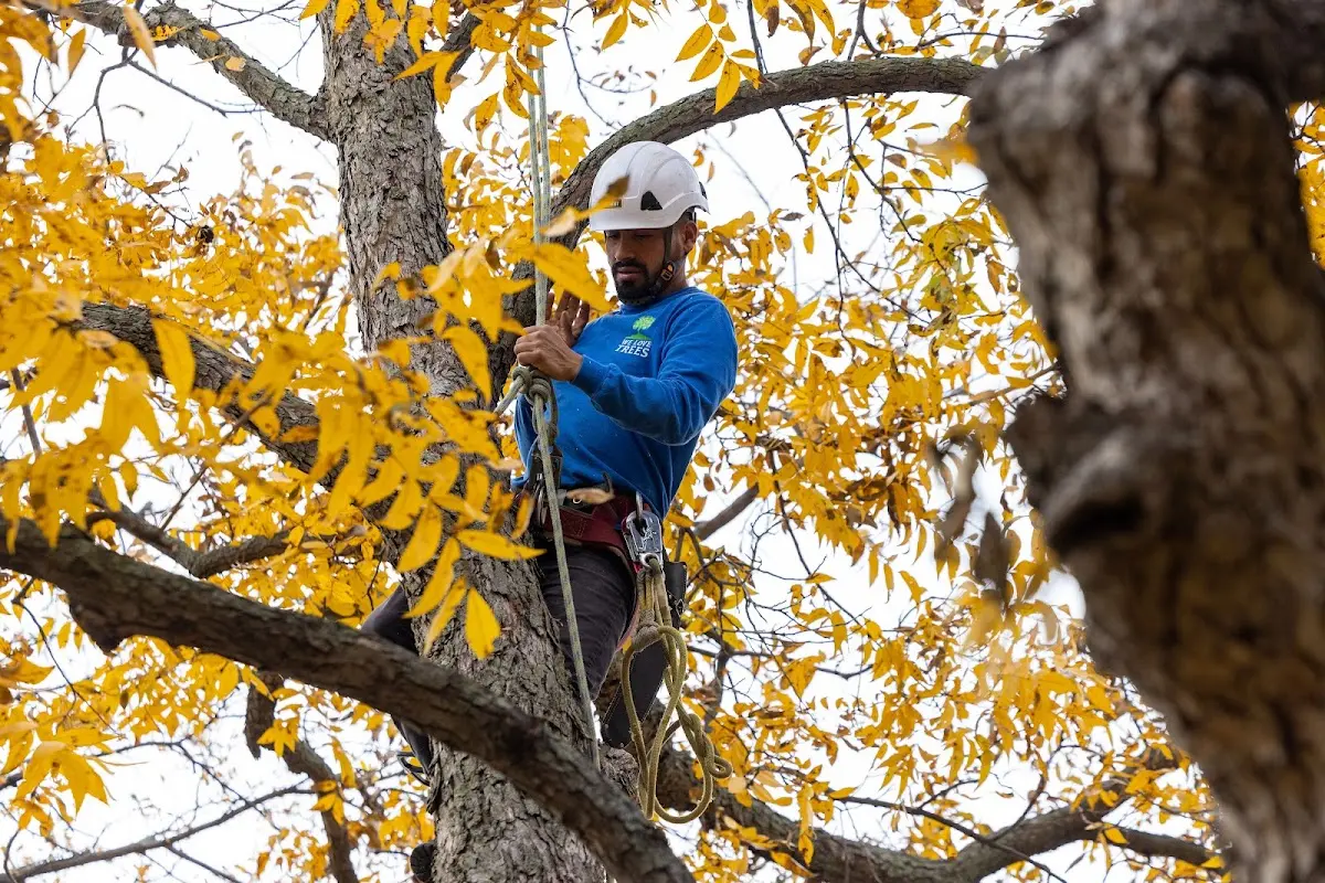Skilled Tree Pruning crew working in New Blaine