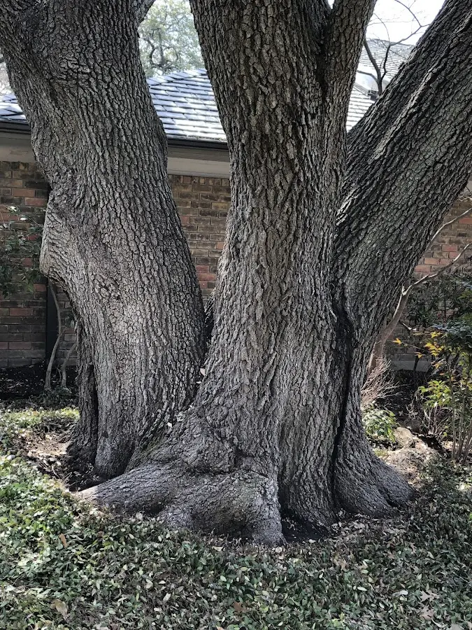 Mature heritage tree close to a New Blaine property cared for by certified arborists